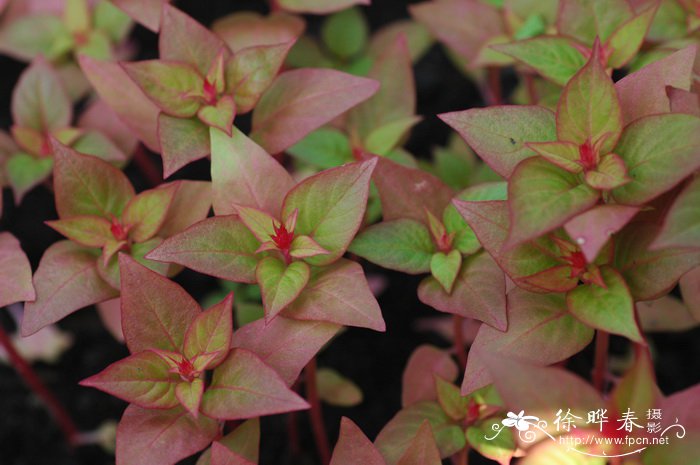 鸡冠花Celosia cristata