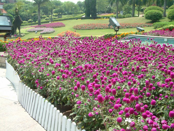 千日红Gomphrena globosa