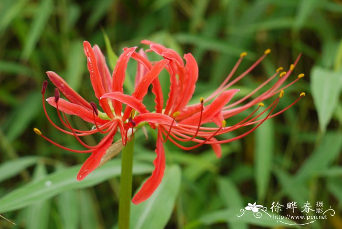 石蒜Lycoris radiata