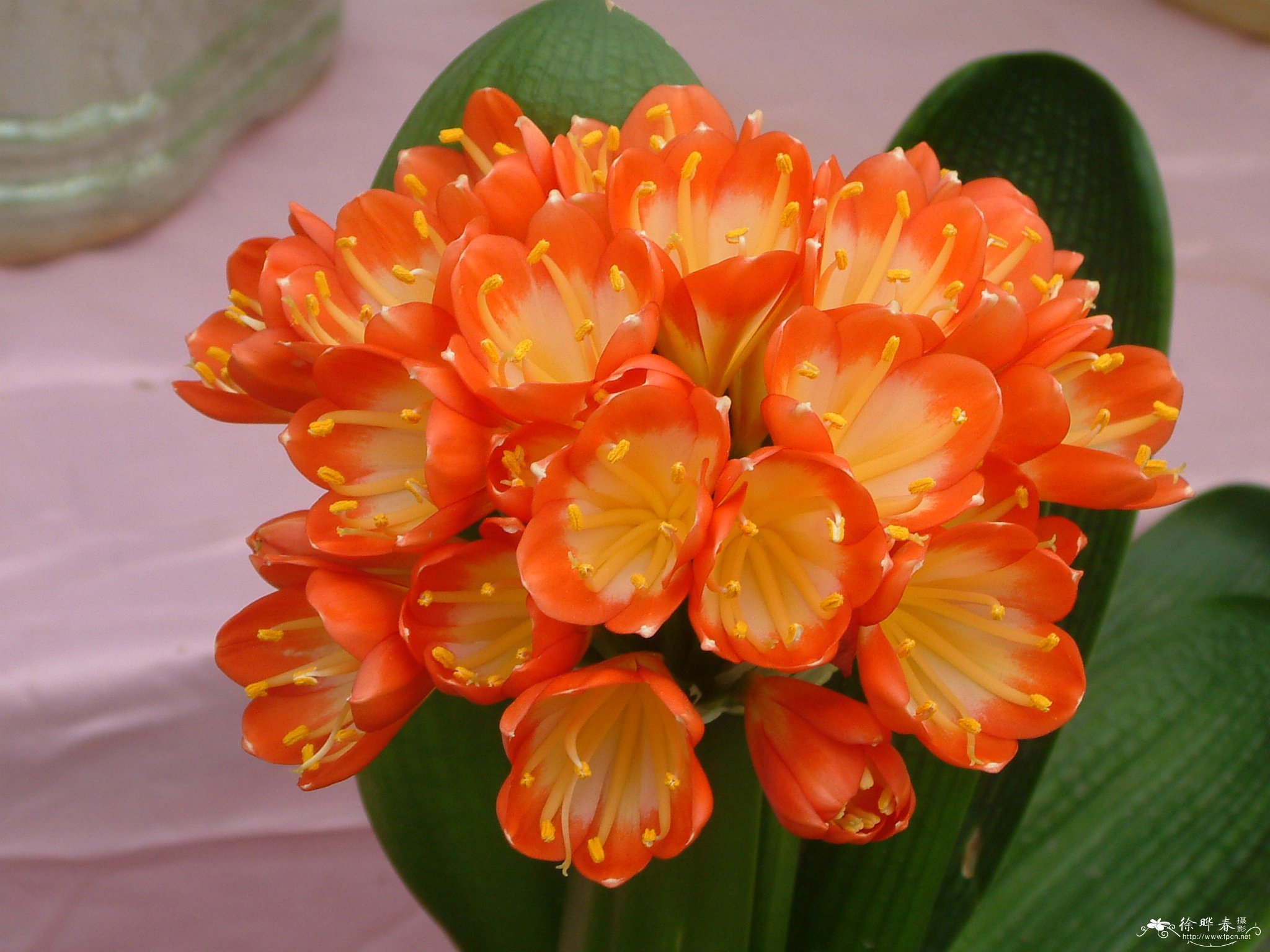 君子兰Clivia miniata