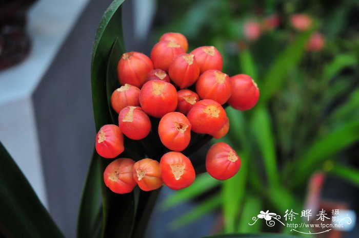 君子兰Clivia miniata