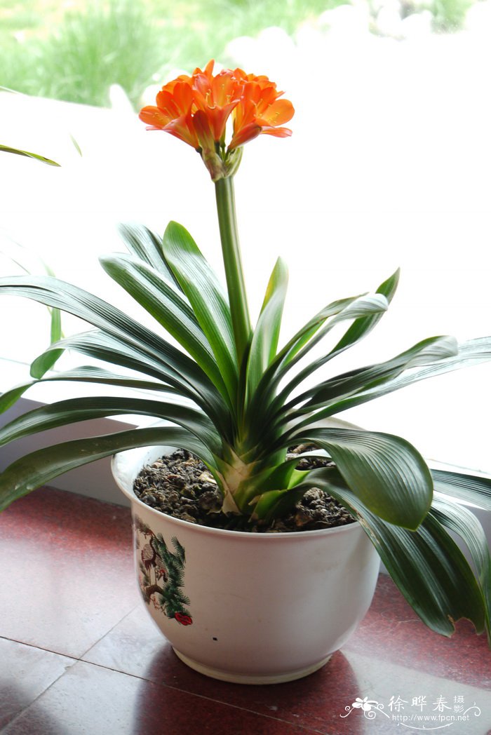 君子兰Clivia miniata