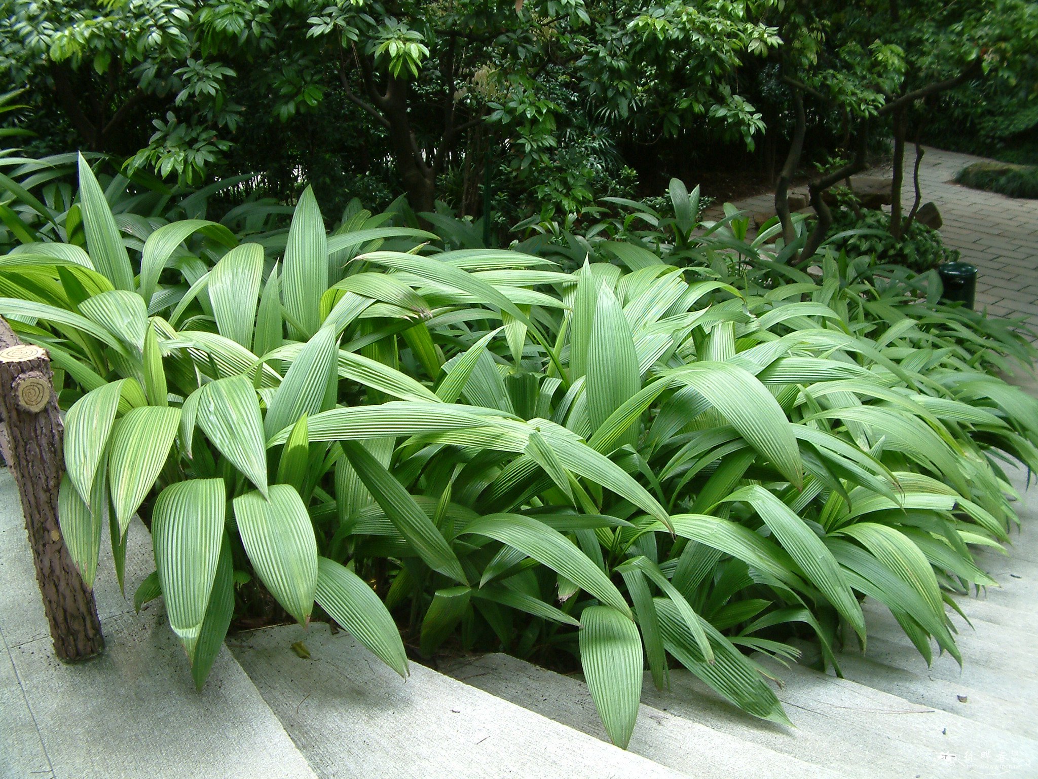 Ҷécurculigo capitulata