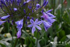 百子莲Agapanthus africanus