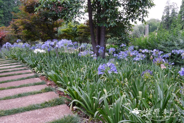 百子莲Agapanthus africanus