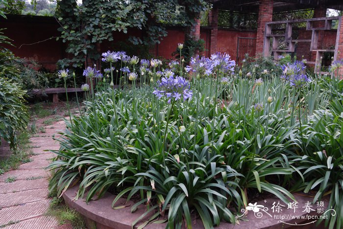 百子莲Agapanthus africanus