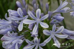 吊钟百子莲Agapanthus campanulatus