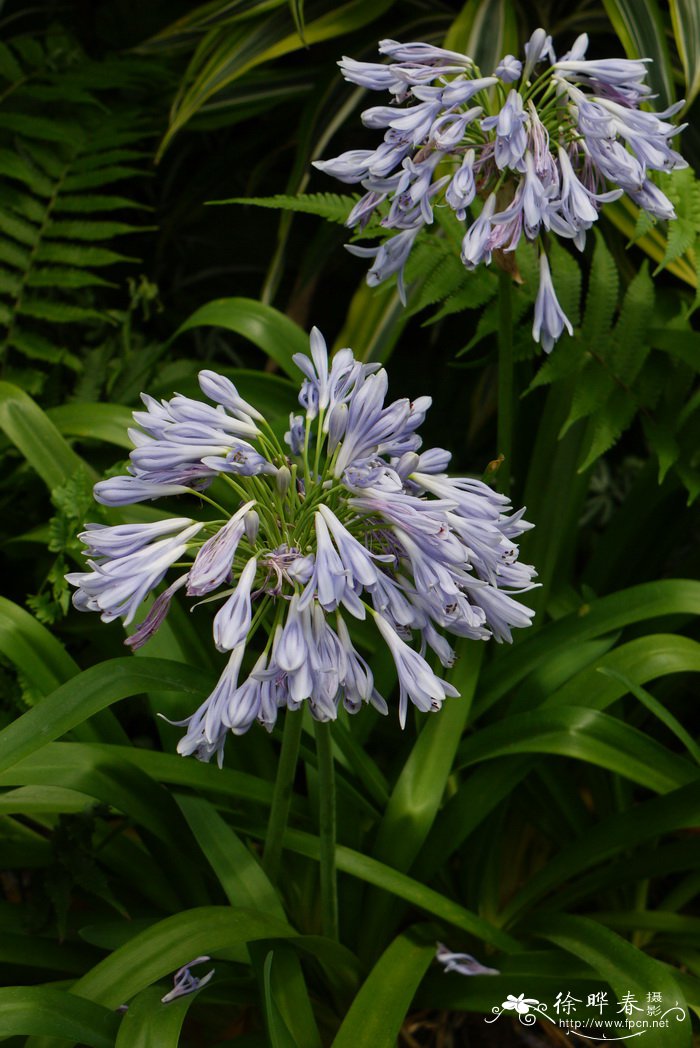 吊钟百子莲Agapanthus campanulatus