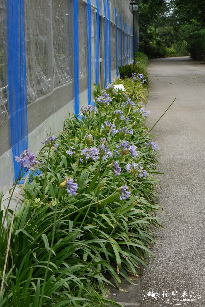 吊钟百子莲Agapanthus campanulatus