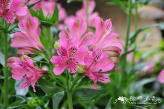 六出花Alstroemeria aurea