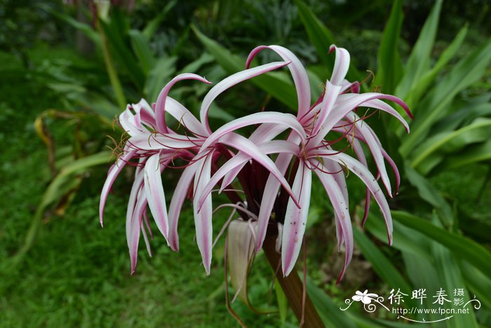 红花文殊兰Crinum × amabile