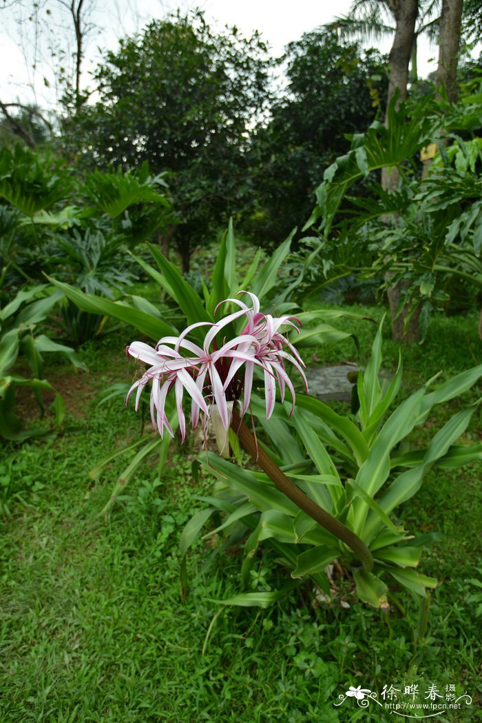 红花文殊兰Crinum × amabile