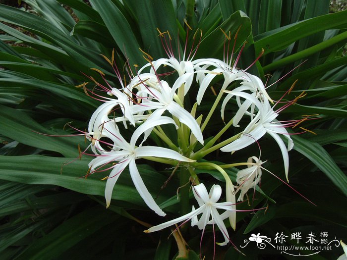 文殊兰Crinum asiaticum var. sinicum