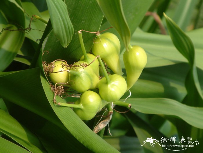 文殊兰Crinum asiaticum var. sinicum