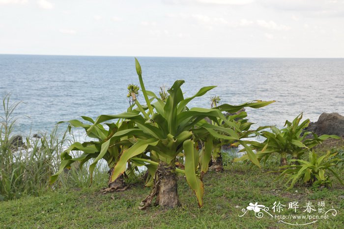 文殊兰Crinum asiaticum var. sinicum