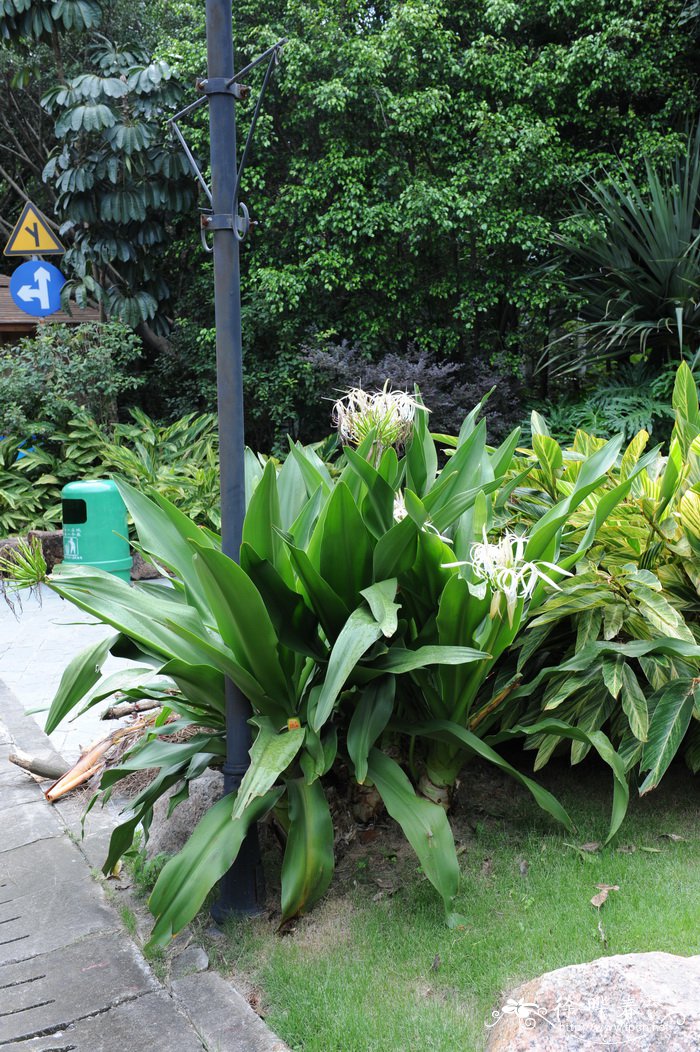 文殊兰Crinum asiaticum var. sinicum