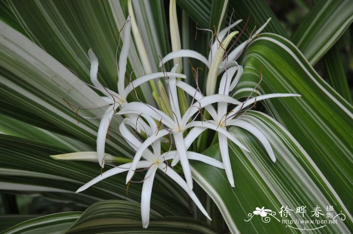 白缘文殊兰Crinum asiaticum var. japonicum ‘Variegatum’