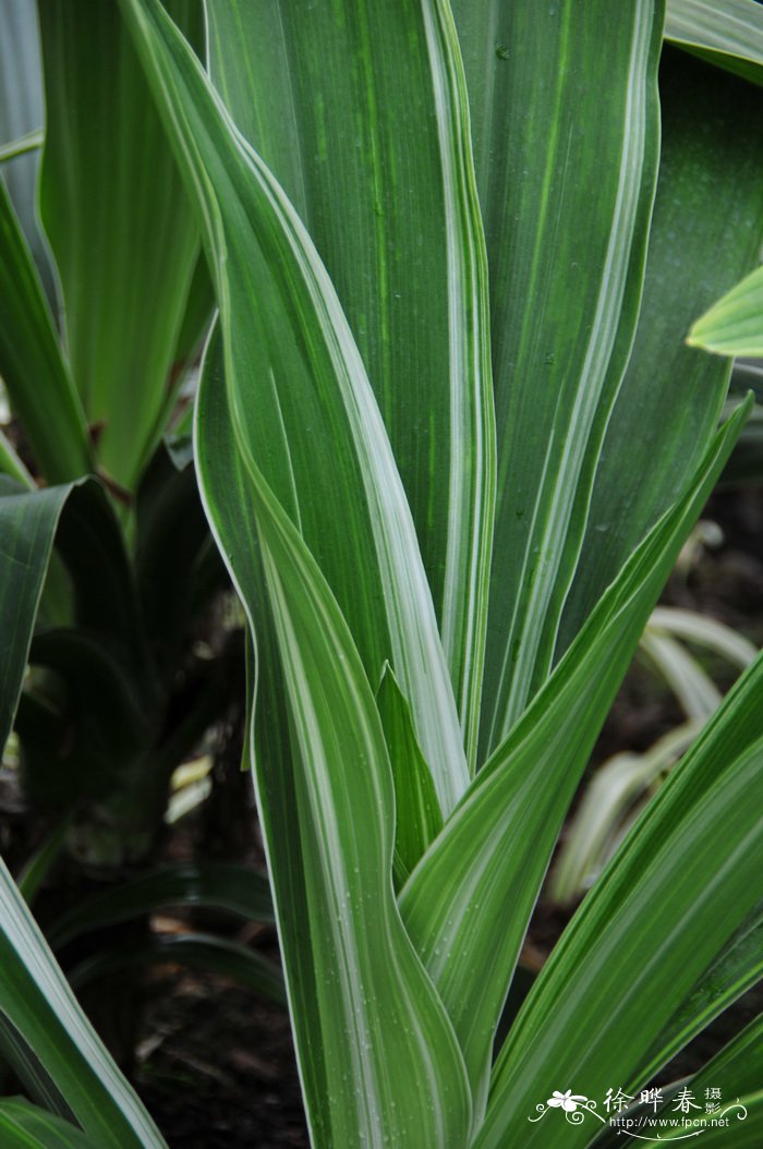 白缘文殊兰Crinum asiaticum var. japonicum ‘Variegatum’