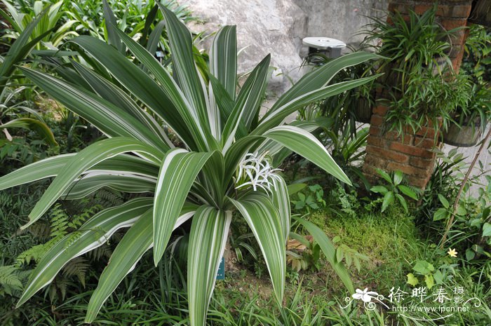 白缘文殊兰Crinum asiaticum var. japonicum ‘Variegatum’