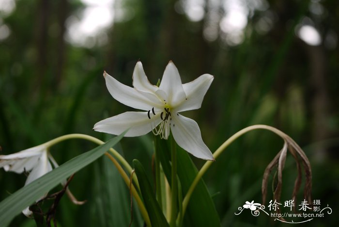香殊兰Crinum moorei