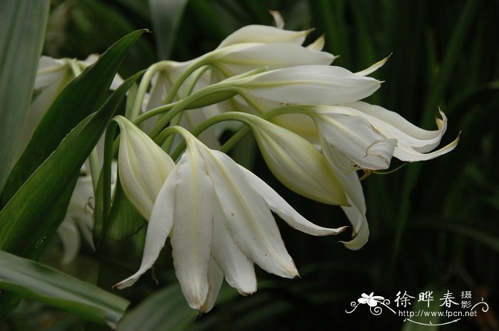 香殊兰Crinum moorei