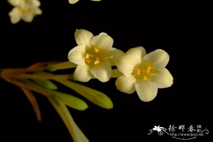 垂筒花Cyrtanthus mackenii
