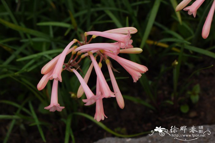 垂筒花Cyrtanthus mackenii