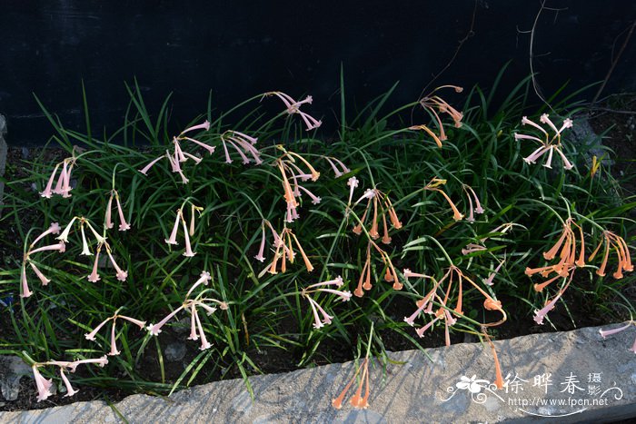 垂筒花Cyrtanthus mackenii