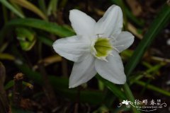 南美水仙Eucharis × grandiflora