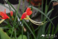 龙须石蒜Eucrosia bicolor