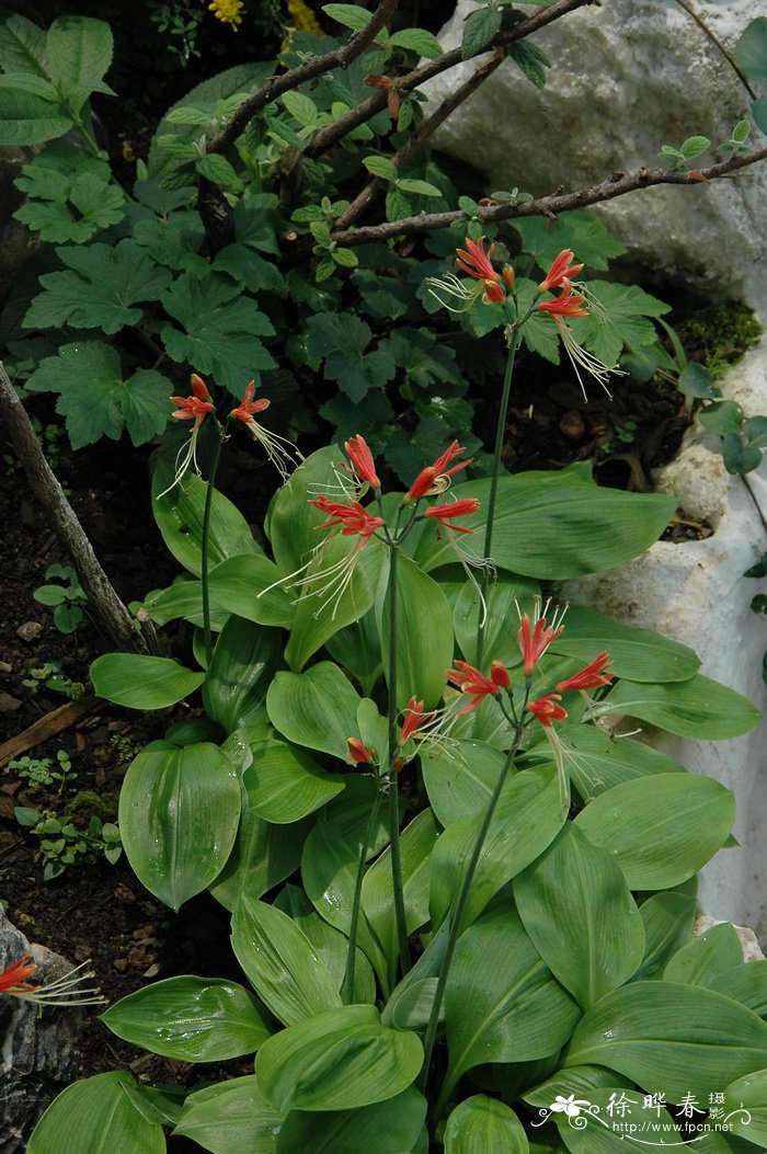 龙须石蒜Eucrosia bicolor