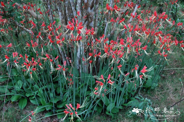 龙须石蒜Eucrosia bicolor