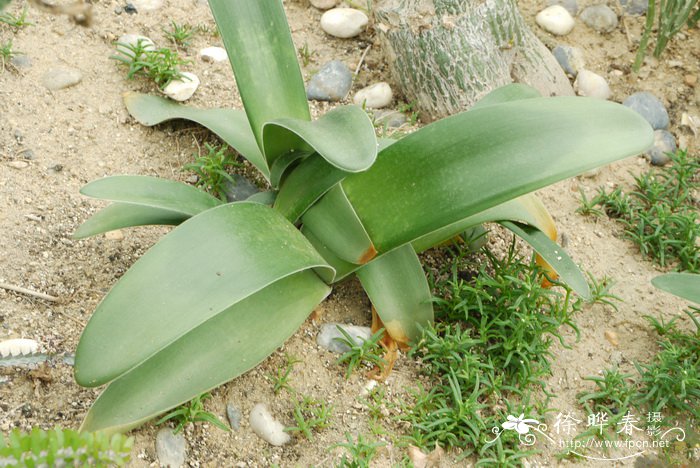 虎耳兰Haemanthus albiflos