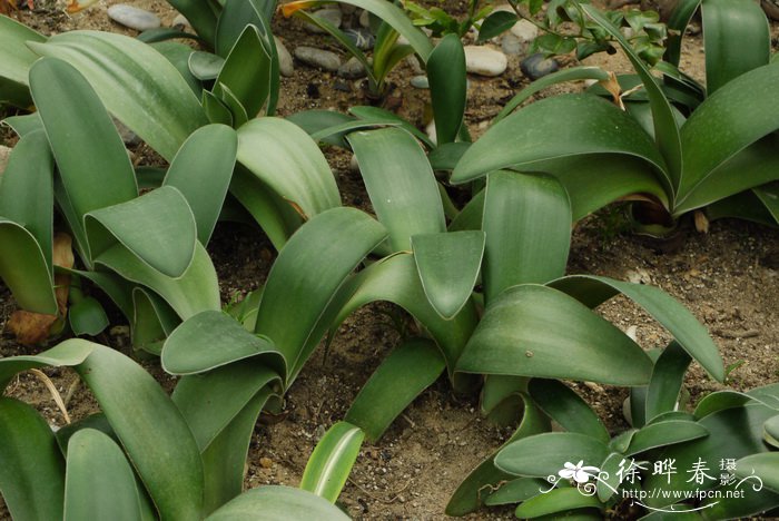 虎耳兰Haemanthus albiflos