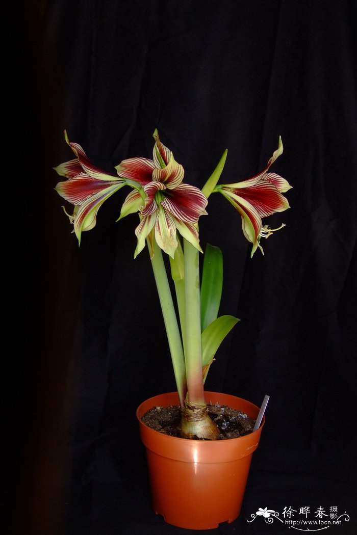 凤蝶朱顶红Hippeastrum papilio