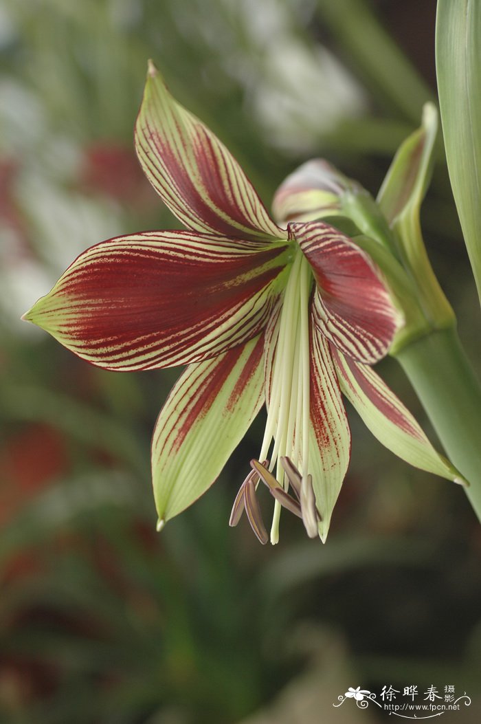 凤蝶朱顶红Hippeastrum papilio