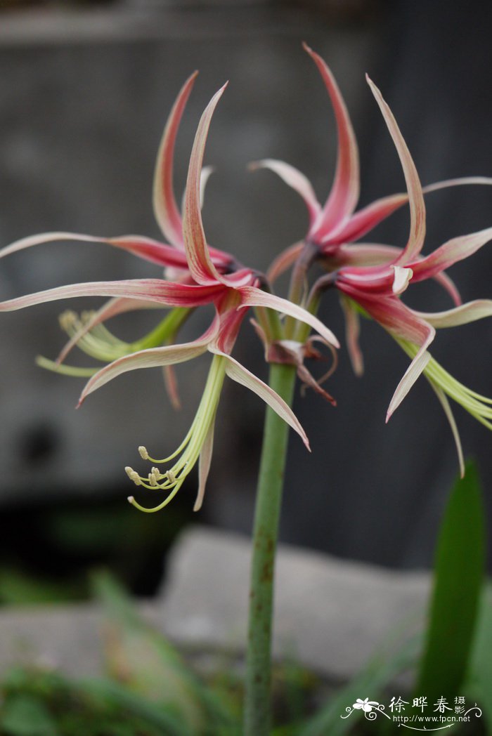 朱顶红Hippeastrum rutilum