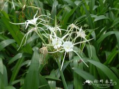 水鬼蕉Hymenocallis littoralis