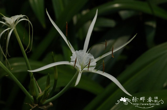 水鬼蕉Hymenocallis littoralis