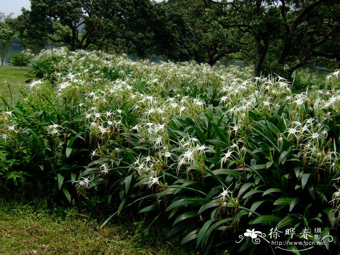 水鬼蕉Hymenocallis littoralis