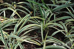 银边水鬼蕉Hymenocallis americana ‘Variegata’