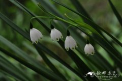 雪片莲Leucojum aestivum