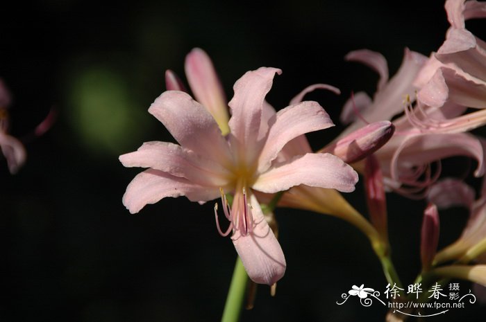 夏水仙Lycoris squamigera