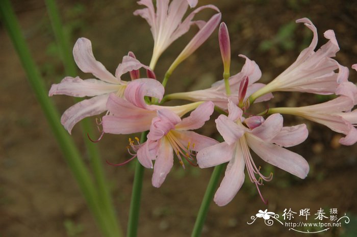 夏水仙Lycoris squamigera