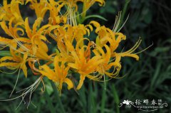 忽地笑Lycoris aurea