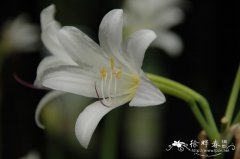 长筒石蒜Lycoris longituba