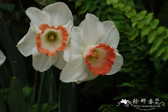 洋水仙narcissus Pseudonarcissus 花卉图片网