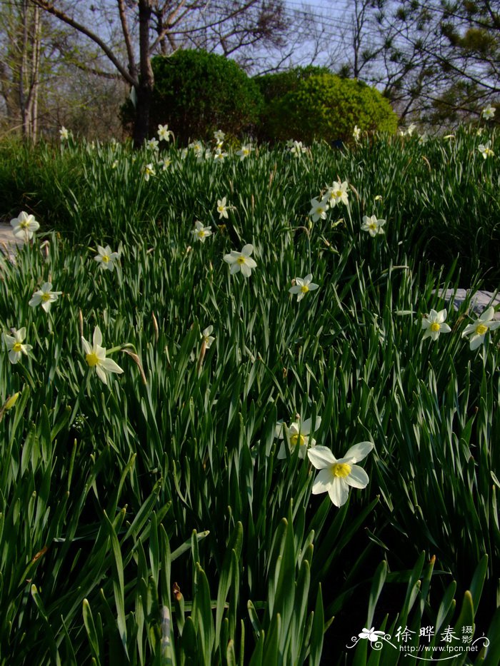 洋水仙 Narcissus pseudonarcissus