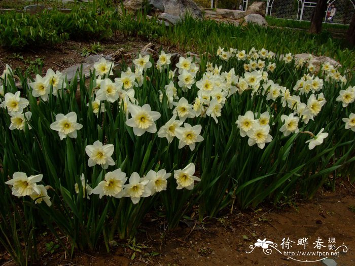 洋水仙 Narcissus pseudonarcissus