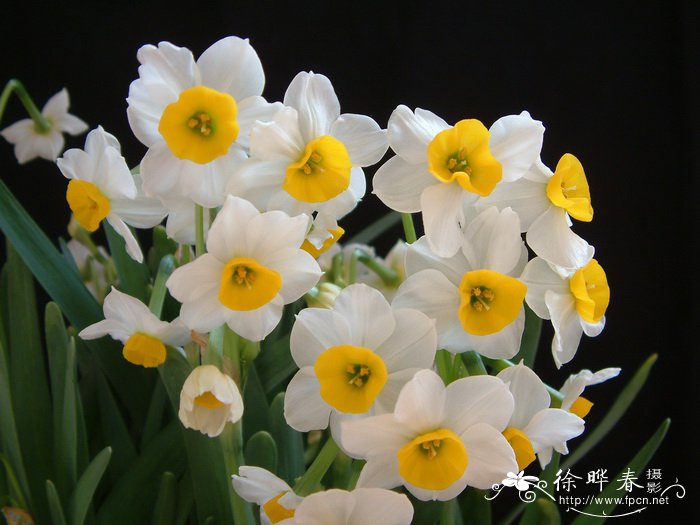 水仙Narcissus tazetta var.chinensis